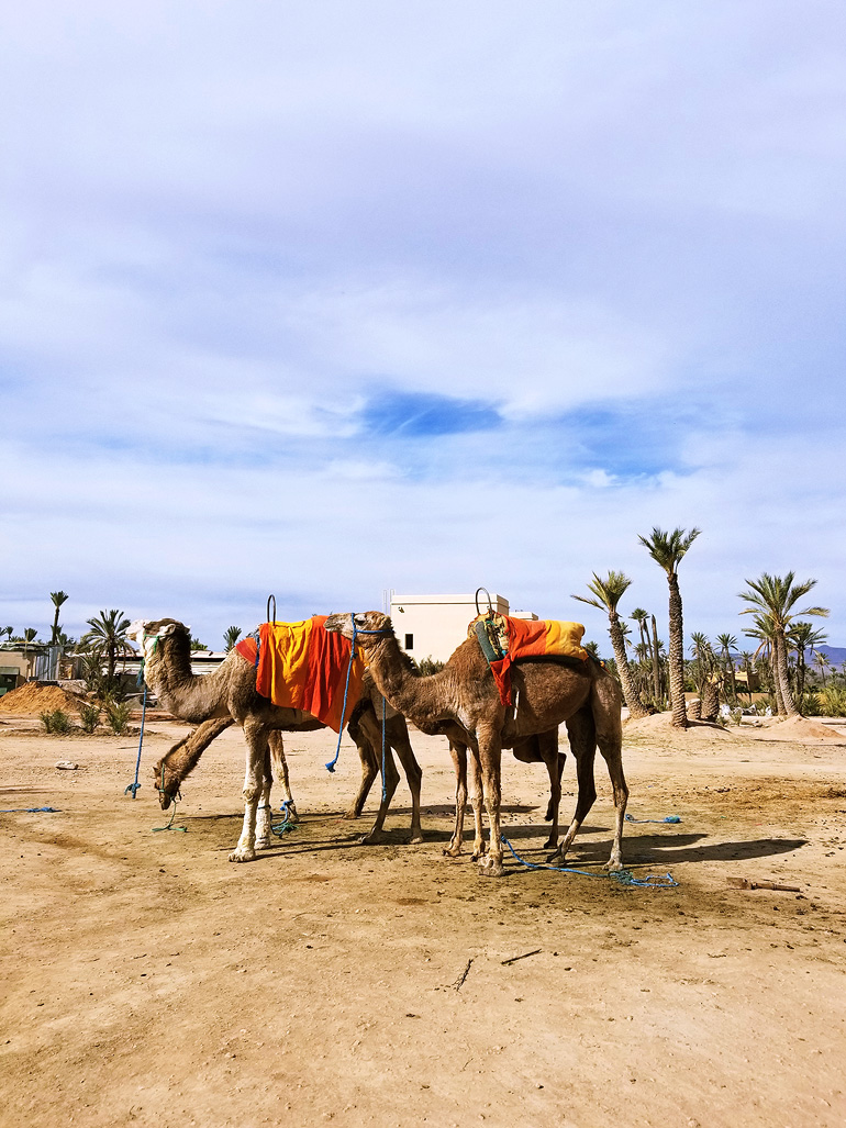 Dagny Zenovia Morocco Travel